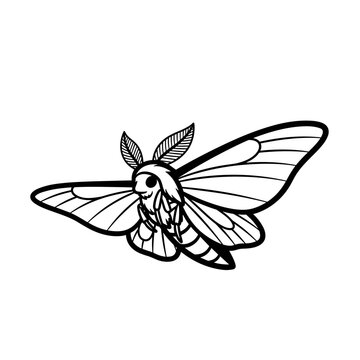 Detailed illustration of a large moth.