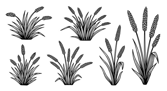 Black and white cattail plant illustrations.