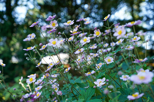 Delicate pink Japanese anemone flowers (Anemone hupehensis) blooming in a garden with soft
natural light and dreamy bokeh background. Selective focus, autumn flowering perennial, floral
nature scene.