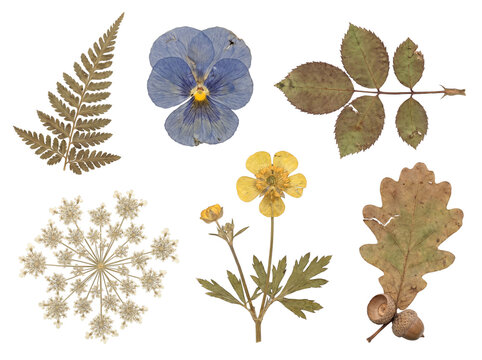 Vintage herbarium flat lay with dried flowers leaves and acorns