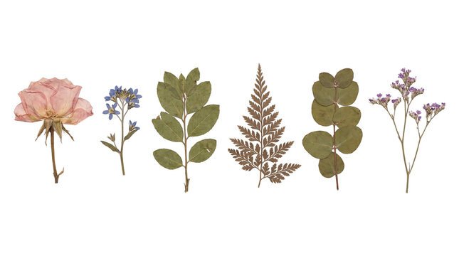 Assorted pressed dried flowers and green leaves herbarium collection