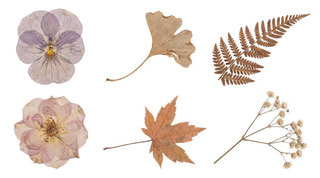 Beautiful pressed dried botanical elements and autumn leaves isolated