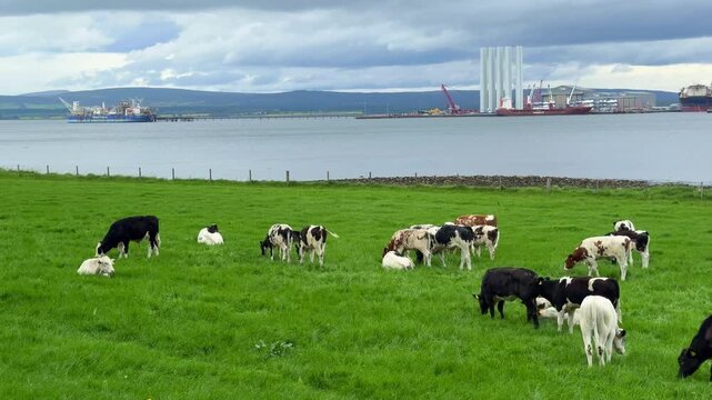 Cows on a Green Pasture by a Sea Bay in Scotland