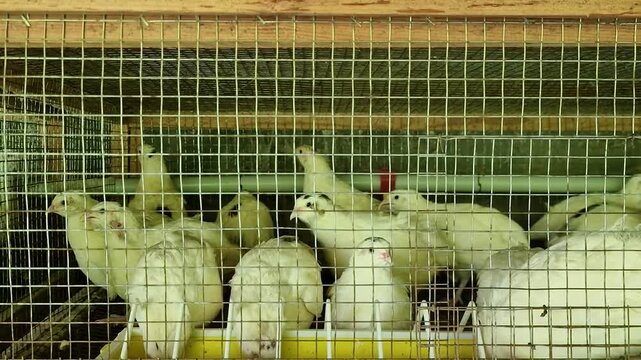 White Texas quails inside a wire cage at a poultry farm.