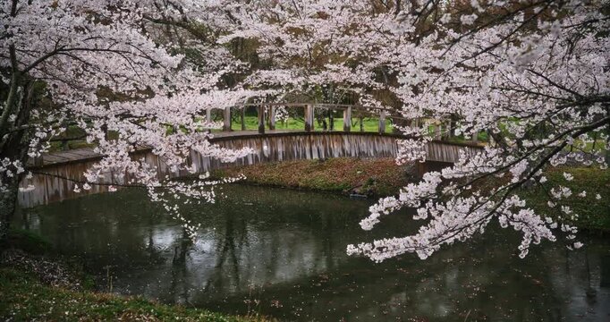 Slow motion shot of little boy running over old wooden bridge in beautiful Japanese park during the spring - slow motion