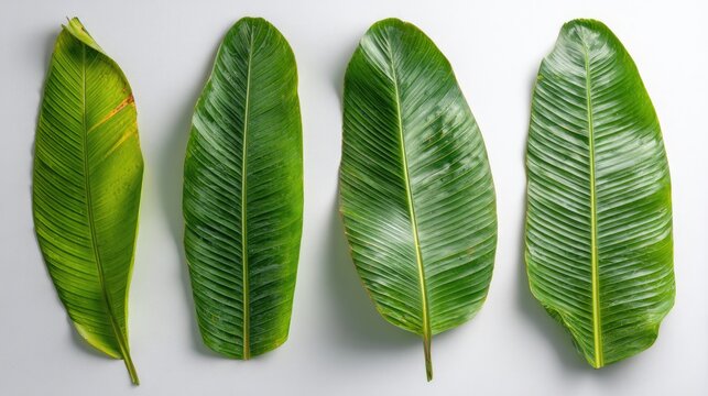 Four Green Banana Leaves Arranged in a Row on a White Background.
