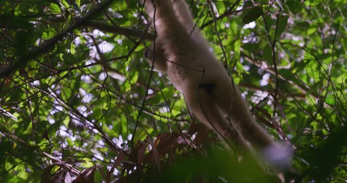 Spectacled langur enjoy climb on tree branch in the tropical forest park