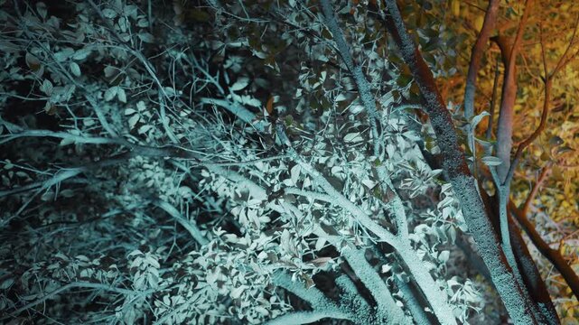 Night teal tree canopy under mixed light, wide view of illuminated branches and leaves, cool tones contrasted with warm lamp glow, silent park at dusk, night photographer framing composition