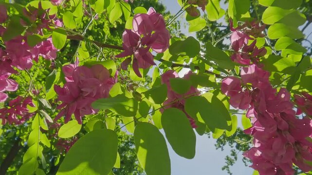 Close-up of many inflorescences with dark pink flowers of blooming Rose Acacia or Bristly Locust (Robinia hispida) backlit by the sun, view from below, panorama