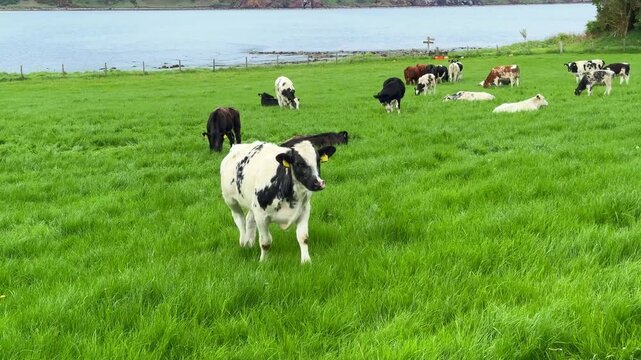 Cows on a Green Pasture by a Sea Bay in Scotland