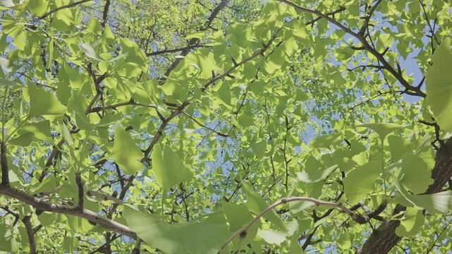 Close-up panorama of the green leaves of the Maidenhair tree, Ginkgo biloba, swaying in the wind on a blue sky background on a sunny spring day.