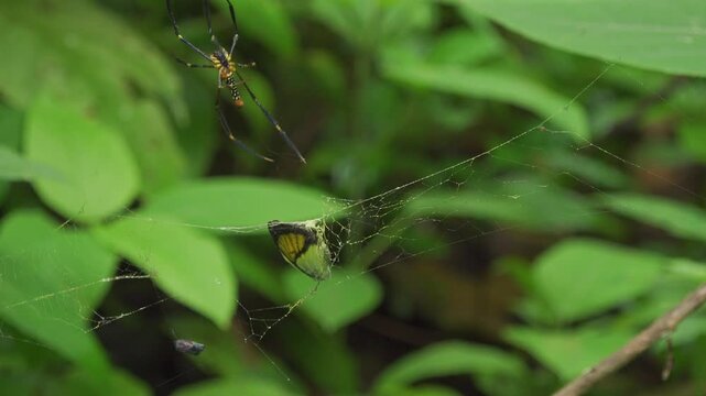 An adult female northern golden orb weaver (Nephila pilipes) hauls a captured butterfly up its golden silk orb web in a shaded jungle in Thailand. The close-up 4K footage shows natural predation.