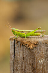 Fototapeta premium green grasshopper on a branch