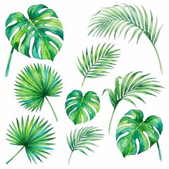 Obraz premium Watercolor Tropical Leaves and Monstera Collection