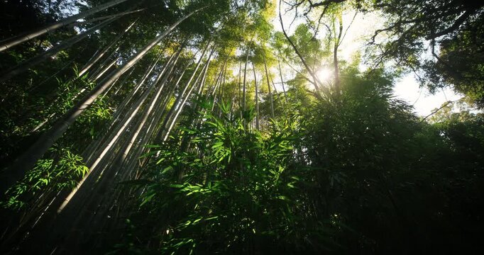 Beautiful steady cam movement through forest and bamboo thicket in slow motion