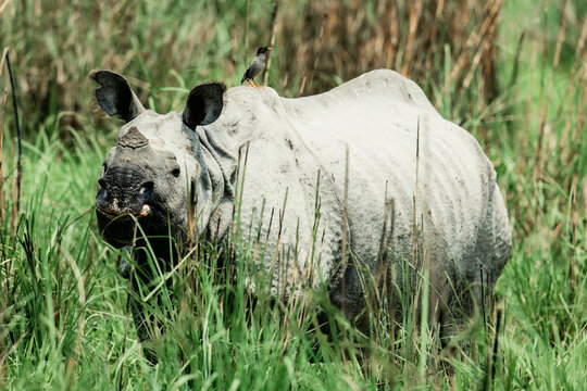 Indian rhinoceros (Rhinoceros unicornis) at Manas National Park, Assam