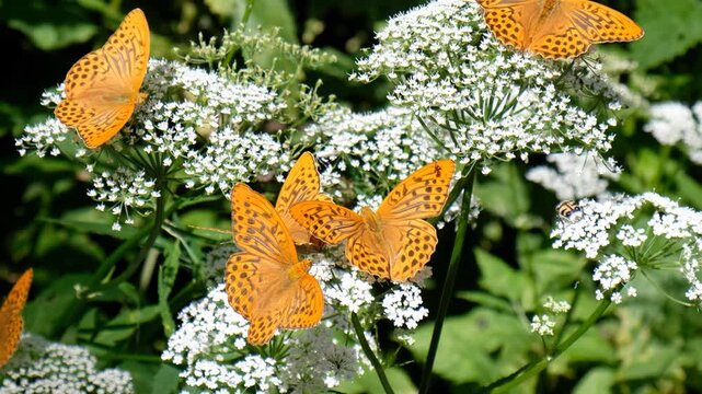 Video of Argynnis butterflies sit on ground elder or Aegopodium podagraria flowers. Zoom effect.