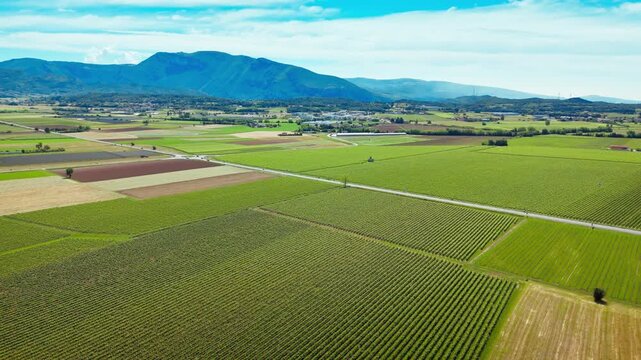 Vineyard rows stretching across agricultural land in northern Italy, aerial view of cultivated fields and rural terrain