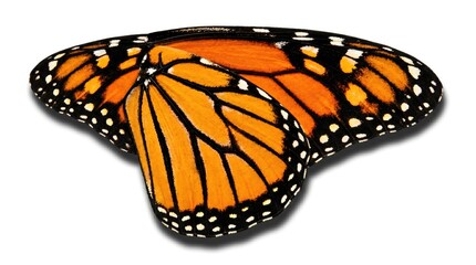 Monarch butterfly wings, orange and black, isolated on white background