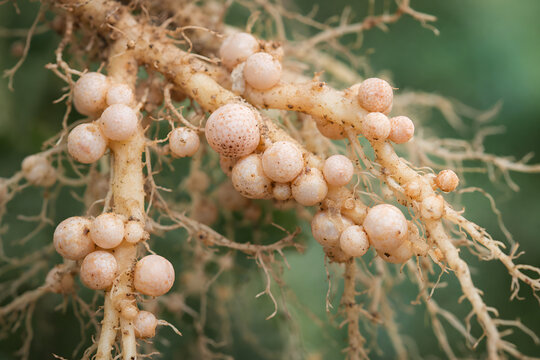 Legume root nodules with nitrogen fixing bacteria, close up plant root symbiosis. Agricultural soil microbiology, Rhizobium bacteria colonies on healthy crop roots, sustainable farming, biological nit
