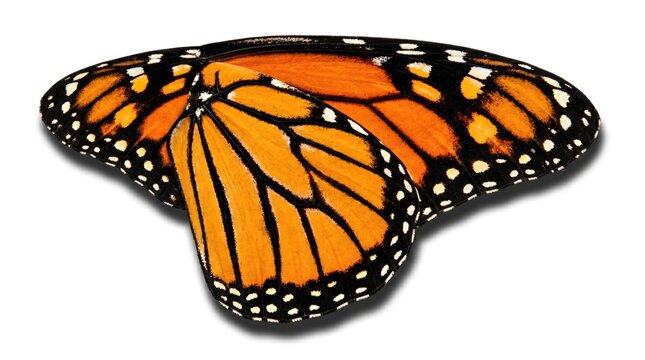 Monarch butterfly wings, orange and black, isolated on white background