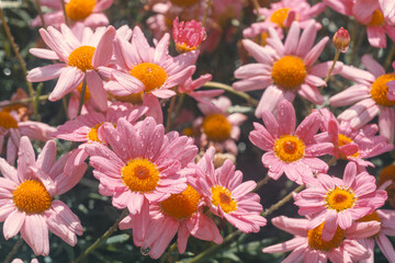 Fototapeta premium Soft Pink Spring Flowers Blooming in Sunlight with Fresh Dew Drops and Natural Garden Background.