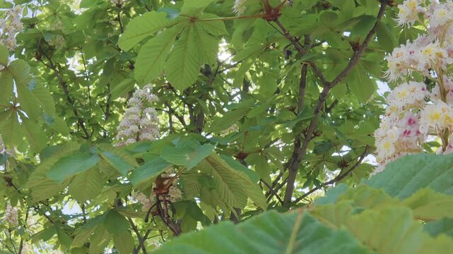 Branches of a flowering Horse Chestnut, Aesculus hippocastanum, swaying in the breeze, the camera moves down along the sways green leaves and inflorescences, close-up