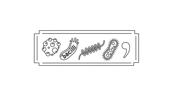 Microscopic Bacteria Shapes: Cocci, Bacillus, Spirilla, Spirochete, and Comma
