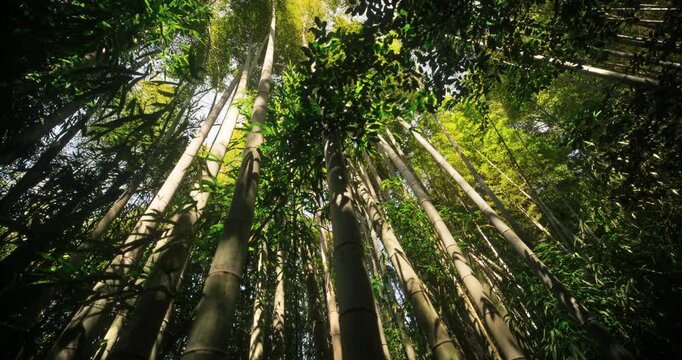 Gorgeous bamboo thicket in Japan - tilt, steady cam shot