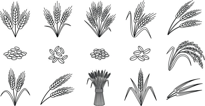 Wheat Ear and Cereal Grain Outline Vector Icon Set Featuring Barley Stalks, Rice Sheaves, and Oat Seeds for Organic Bakery and Agriculture Logo Designs