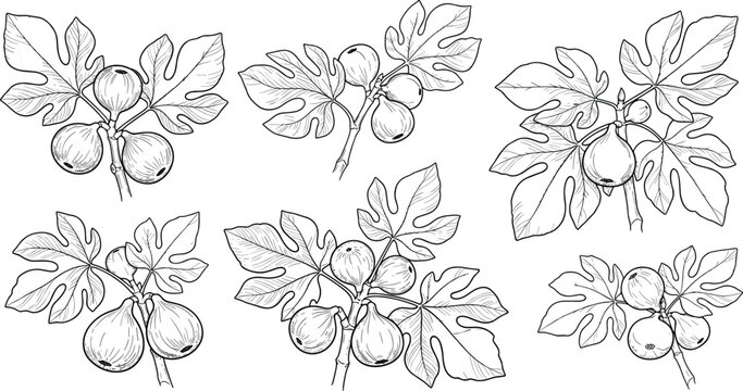 Vintage Common Fig Fruit and Branch Sketch Vector Set Featuring Botanical Leaves and Ficus Carica Engravings for Organic Food and Label Designs