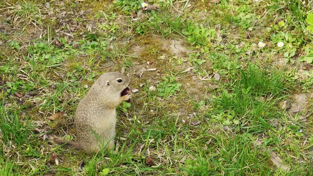Ground Squirrel Standing on Grass and Soil Surface Outdoors