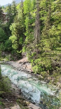 Cogne, Aosta Valley, Italy - Vertical video of River Urtier water flowing among pine trees of the forest. Natural mountain scene at spring time.