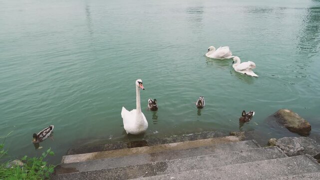Swans and Ducks Swimming on Calm Water Near Shoreline