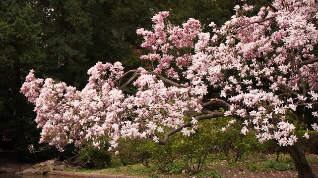 Flowering Tree Branches Swaying in Outdoor Garden Setting