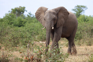 Fototapeta premium Afrikanischer Elefant / African elephant / Loxodonta africana