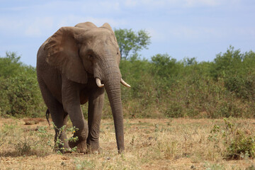 Obraz premium Afrikanischer Elefant / African elephant / Loxodonta africana