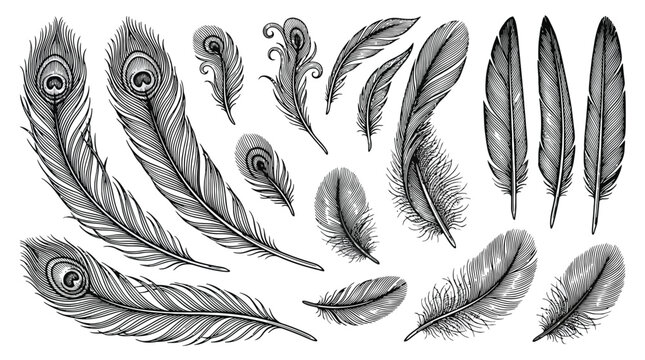 Hand drawn feather collection vector illustration.