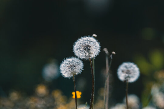 Dandelion Seed Heads Standing in a Spring Meadow with Soft Green Background and Peaceful Natural Atmosphere.