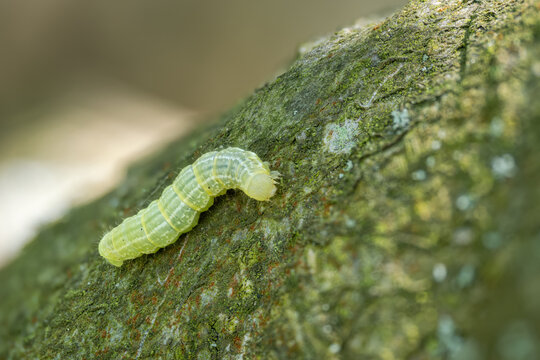 Macro detail of a wood tiger moth on tree bark.