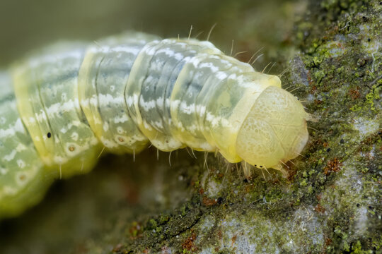 Macro detail of a wood tiger moth on tree bark.