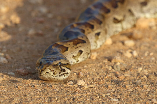 S&uuml;dlicher Felsenpython / Southern African rock python / Python natalensis