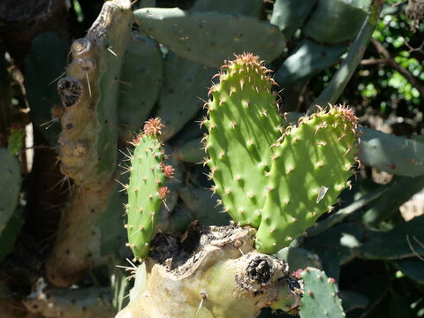 Prickly pear cactus, Opuntia ficus-indica,  with young fruits, close-up in bright sunlight.