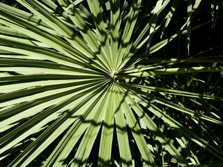 Fototapeta premium Fan-shaped leaf of a windmill palm with radial structure and strong light and shadow contrast in sunlight, detailed nature close-up Copyspace