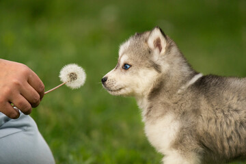 A fluffy husky puppy looks curiously at a white dandelion flower held by a hand. This cute blue-eyed pet stands outside on a green field © Alina Ziabrieva