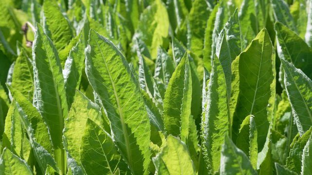 Tall lanceolate green leaves stand in bright sunlight with visible veins. The dense foliage creates an abstract botanical park scene.