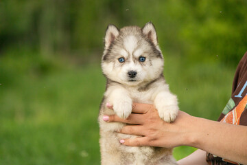 Human hands gently hold a small husky puppy with bright blue eyes. The adorable fluffy dog looks straight forward against a blurry green background © Alina Ziabrieva