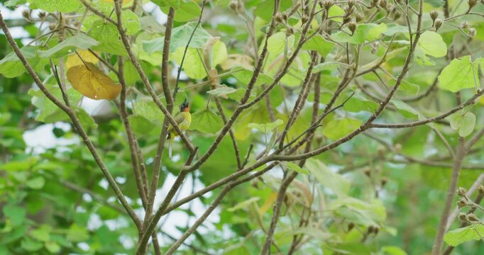 Black-crested bulbul foraging in its natural tree habitat bird wildlife