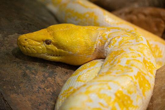 Golden Python