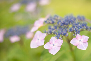 先始めの紫陽花 © ao